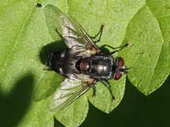 Blepharipa pratensis