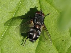 Blepharipa pratensis