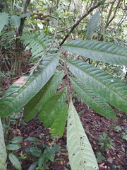 Unonopsis