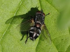 Blepharipa pratensis