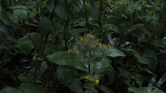 Sigesbeckia jorullensis