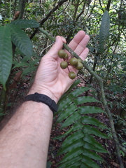 Unonopsis