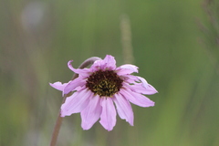 Iostephane heterophylla