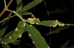 Aceria massalongoi