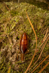 Celatoblatta undulivitta