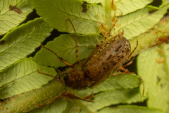 Sericospilus costellus