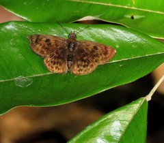 Pachyneuria