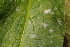 Golovinomyces cynoglossi