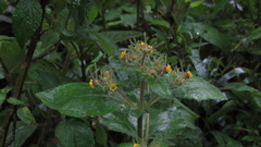 Sigesbeckia jorullensis