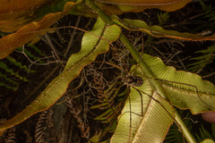 Forsteropsalis pureora