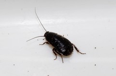 Loboptera decipiens decipiens