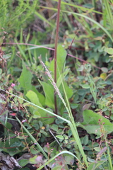 Iostephane heterophylla