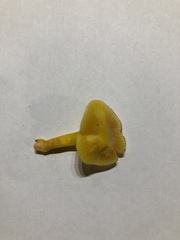 Hygrocybe quieta