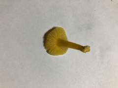 Hygrocybe quieta