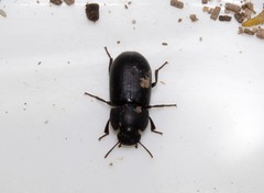 Gonocephalum rusticum