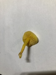 Hygrocybe quieta