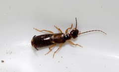 Forficula lurida