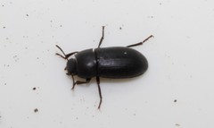 Opatroides punctulatus