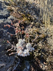 Eriogonum saxatile