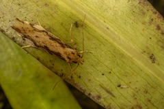 Atomotricha isogama