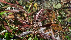 Artemisia vulgaris kamtschatica