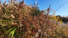 Artemisia vulgaris kamtschatica