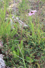 Iostephane heterophylla