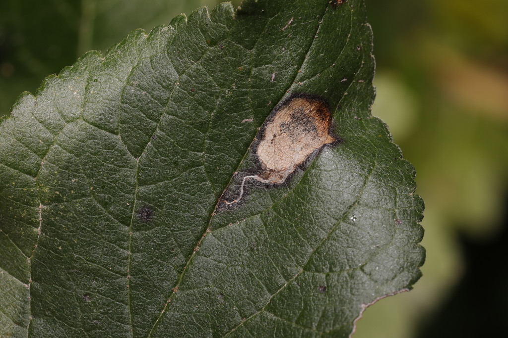 Scrubland Pigmy