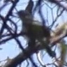 Psaltriparus minimus