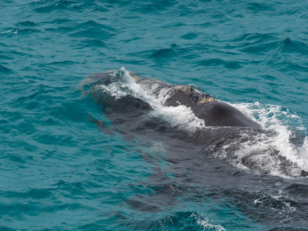 Southern Right Whale (Eubalaena australis)