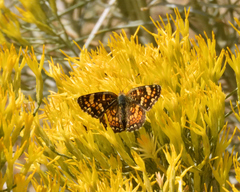 Phyciodes pulchella camillus