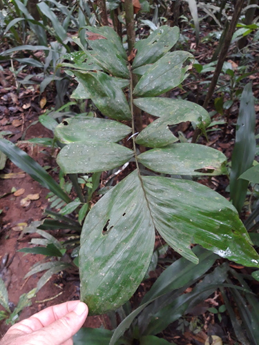 Bactris maraja, photograph 4