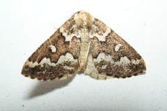 Caripeta divisata