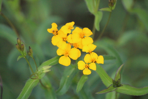 Tagetes lucida