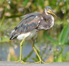 Egretta tricolor image