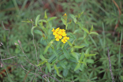 Tagetes lucida