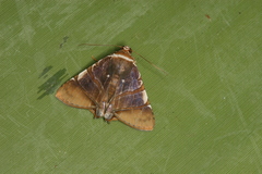 Eulepidotis ezra