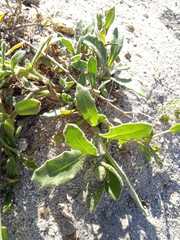 Calendula suffruticosa algarbiensis