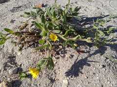 Calendula suffruticosa algarbiensis