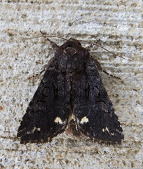 Melanchra pulverulenta