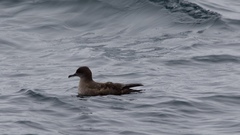 Ardenna tenuirostris