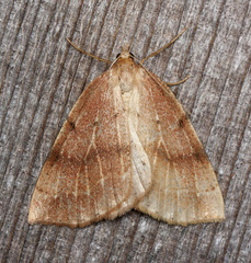 Thallophaga hyperborea