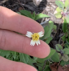 Tridax procumbens image