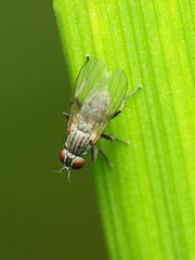 Neodexiopsis