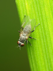 Neodexiopsis