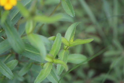 Tagetes lucida