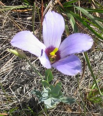 Eustoma russellianum
