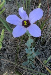 Eustoma russellianum