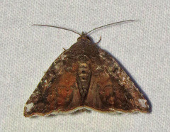 Amyna bullula