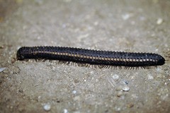 Acanthiulus